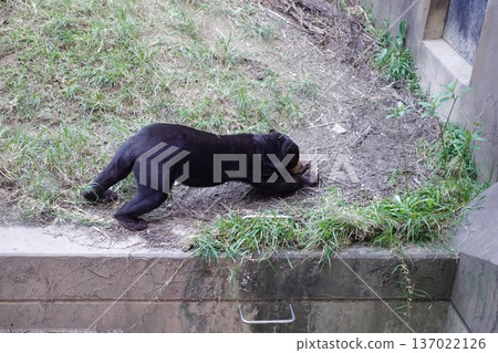 Black bear Black bear 137022126