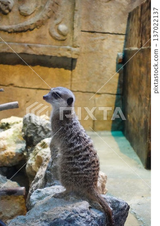 meerkat  137022137
