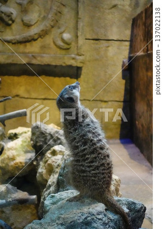 meerkat  137022138
