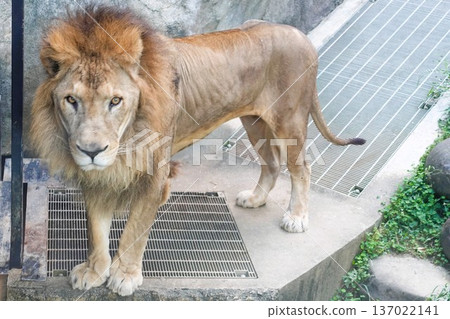lion lion 137022141