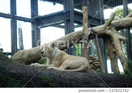 lion 137022142