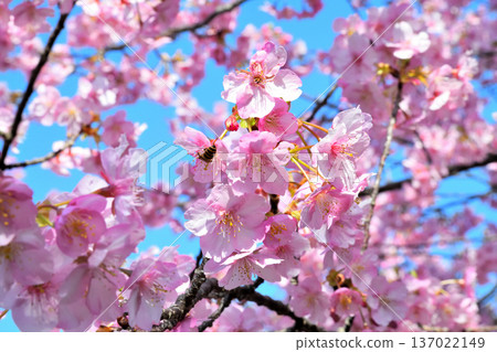 Kawazu cherry blossoms in full bloom and bees 137022149