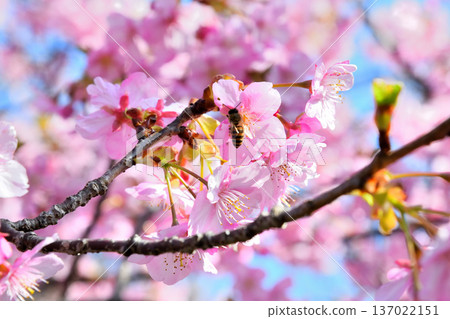 Kawazu cherry blossoms in full bloom and bees 137022151
