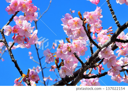 河津櫻花盛開和蜜蜂 137022154