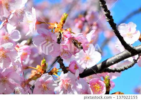 河津櫻花盛開和蜜蜂 河津櫻花盛開和蜜蜂 137022155