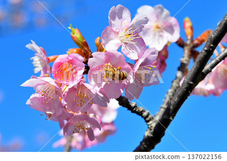 Kawazu cherry blossoms in full bloom and bees 137022156