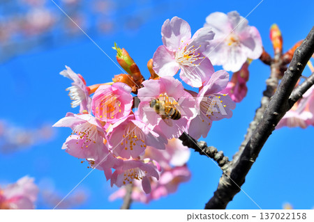 河津櫻花盛開和蜜蜂 河津櫻花盛開和蜜蜂 137022158