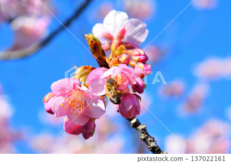 Kawazu cherry blossoms in full bloom and bees 137022161