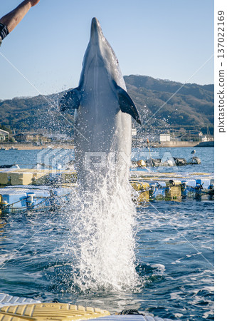 The moment a dolphin jumps out of the sea The moment a dolphin jumps out of the sea 137022169