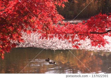 日本池塘上鮮紅的楓葉（橫圖） 137022301