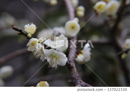 白梅花 白梅花 137022330