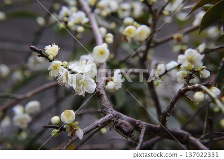 白梅花 白梅花 137022331