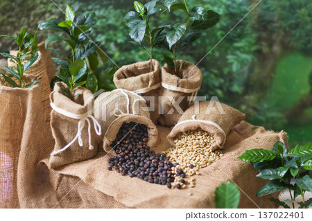Dried Arabica coffee cherries in sack Dried Arabica coffee cherries in sack 137022401
