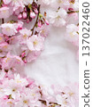 Cherry blossoms 137022460