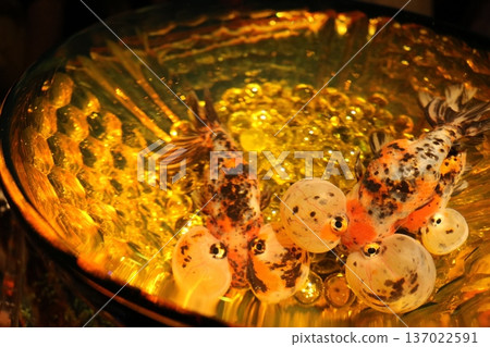 Goldfish puffing its mouth Goldfish puffing its mouth 137022591