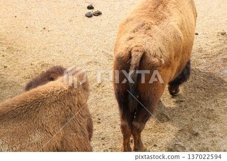 American bison's butt 137022594
