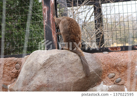 Beaver's butt Beaver's butt 137022595