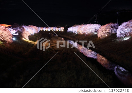 Cherry blossoms at night Cherry blossoms at night 137022728
