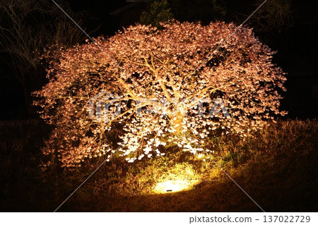 Illuminated cherry blossoms at night Illuminated cherry blossoms at night 137022729
