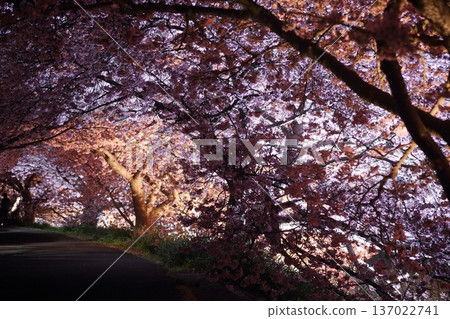 Walk the cherry tunnel Walk the cherry tunnel 137022741
