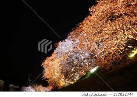 夜晚的櫻花~點亮~ 夜晚的櫻花~點亮~ 137022744