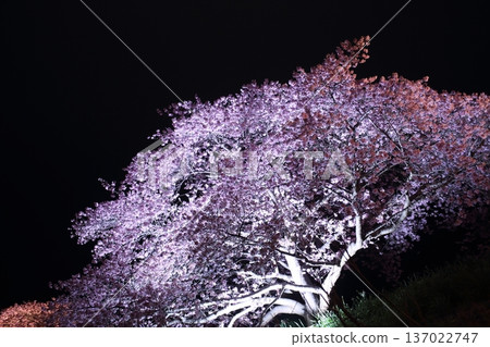 Cherry blossoms at night illuminated by lights 137022747