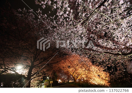 Looking up at the cherry blossoms at night 137022766