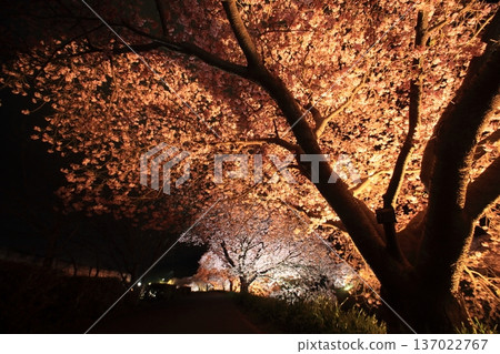 Illuminated cherry blossoms at night 137022767