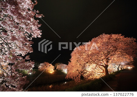 Illuminated cherry blossoms at night 137022776