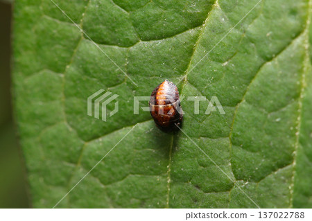 A tiny 2mm long black leafhopper larva (juvenile, outdoor field insect macro photography) A tiny 2mm long black leafhopper larva (juvenile, outdoor field insect macro photography) 137022788