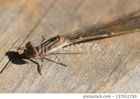An immature female damselfly sunbathing on a wooden board on a sunny winter day (natural light insect macro photography) An immature female damselfly sunbathing on a wooden board on a sunny winter day (natural light insect macro photography) 137022789