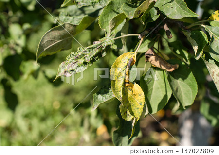 Apple tree branch with leaves affected by disease pests, displaying yellowing, spots, curling, various signs of poor health. Agricultural issues Apple tree branch with leaves affected by disease pests, displaying yellowing, spots, curling, various signs of poor health. Agricultural issues 137022809
