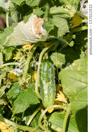 Cucumber growing on vine with visible leaf rust spots, signs of plant disease. Damaged foliage and unhealthy fruit in field. Crop infestation concept Cucumber growing on vine with visible leaf rust spots, signs of plant disease. Damaged foliage and unhealthy fruit in field. Crop infestation concept 137022832