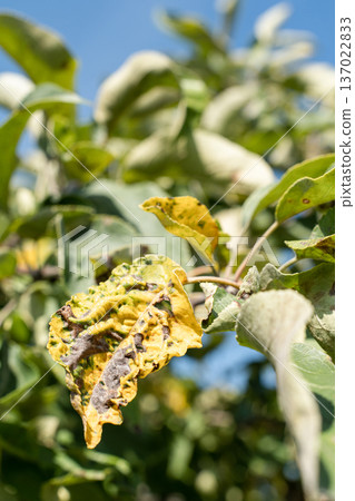 Apple tree branch with leaves affected by disease pests, displaying yellowing, spots, curling, various signs of poor health. Agricultural issues Apple tree branch with leaves affected by disease pests, displaying yellowing, spots, curling, various signs of poor health. Agricultural issues 137022833