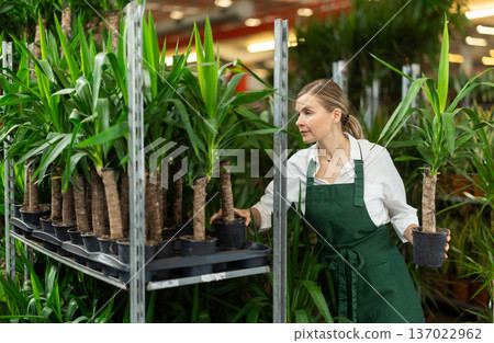 Large supply of yucca elephantipes plants in warehouse flower shop, female employee work with goods 137022962