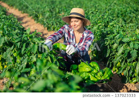 Female farmer puts bell peppers in basket for sale in market Female farmer puts bell peppers in basket for sale in market 137023333