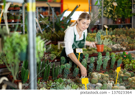 Female flower shop employee checks pots of cactus 137023364