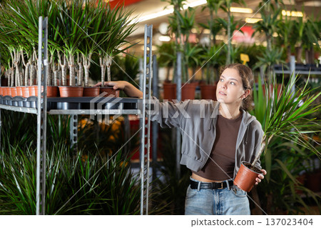 Woman carefully selects dracaena flower in flower shop Woman carefully selects dracaena flower in flower shop 137023404