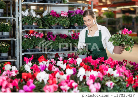 Female employee of flower greenhouse tends to cyclamen flowers 137023427