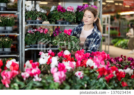 Girl works as auxiliary worker in plant store warehouse, review cyclamen Girl works as auxiliary worker in plant store warehouse, review cyclamen 137023434
