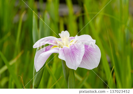 Purple and white irises blooming against a green background 137023452