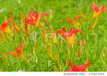 Orange day lilies blooming in clusters in a green field Orange day lilies blooming in clusters in a green field 137023454