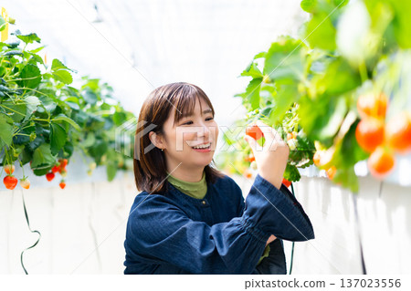 A woman picking strawberries A woman picking strawberries A woman picking strawberries A woman picking strawberries 137023556