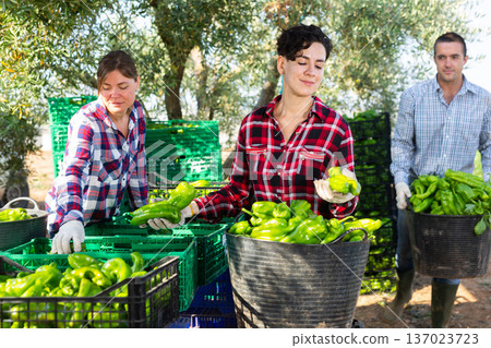 Team of farmers sorting green bell peppers in backyard of farm after harvest Team of farmers sorting green bell peppers in backyard of farm after harvest 137023723
