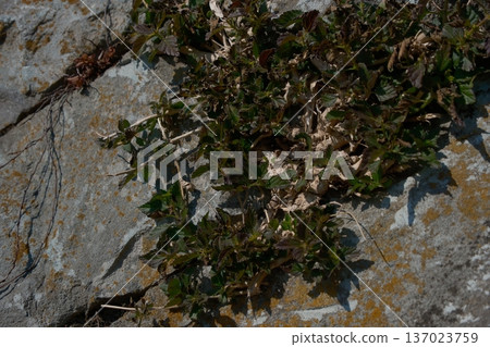 植物生長在牆上 植物生長在牆上 137023759