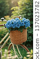 Blue Rose 137023782