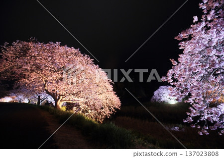 Illuminated cherry blossoms at night in spring 137023808