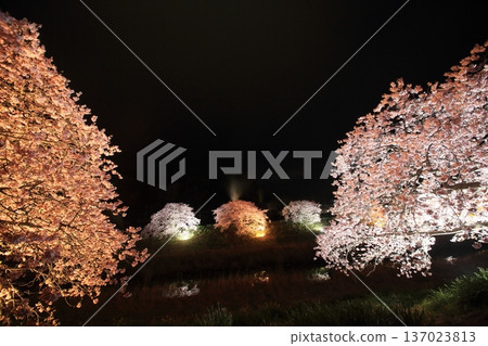 Illuminated cherry blossoms at night 137023813