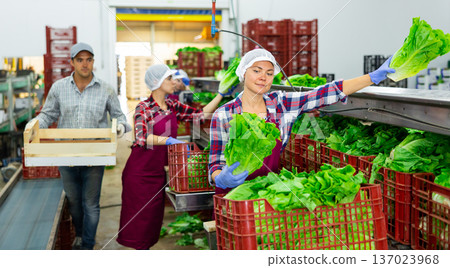 Woman worker in apron standing at conveyor in factory and sorting lettuce 137023968