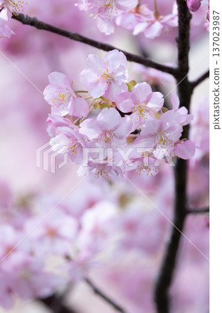 cherry blossom in spring cherry blossom in spring 137023987